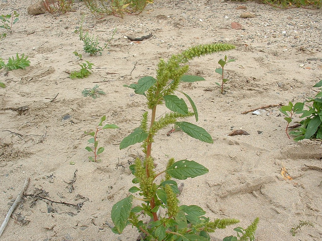 Groene amarant [010].jpg - Groene amarant [Amaranthus hybridus]